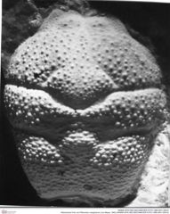 Historisches Foto von Pithonoton marginarum (von Meyer, 1842) (NHMW-AFW-GEO-BACHMAYER-FOTO-1990-0041-0001b)